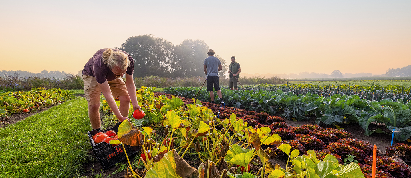 Strokenteelt - Stripcropping Vitalis Voorst