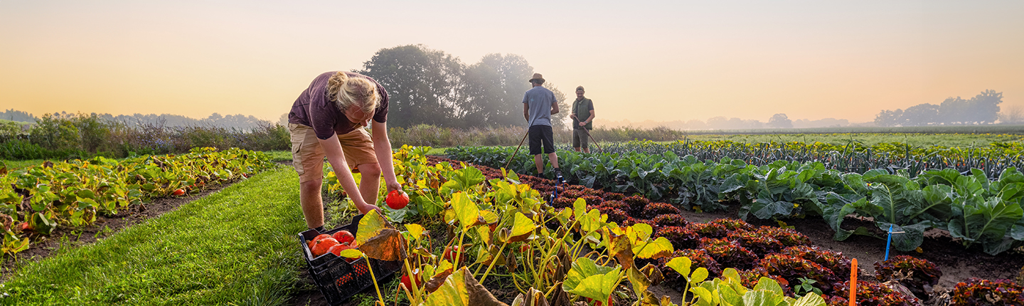 Man checking the organic pumpkins in the field