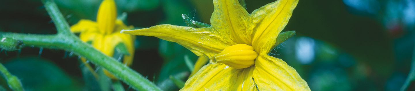 Tomato flower