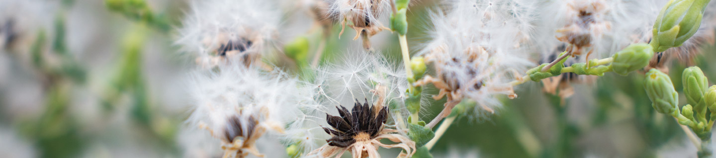 Lettuce seed macro