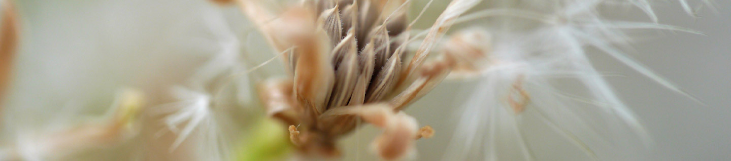 Seed Lettuce macro