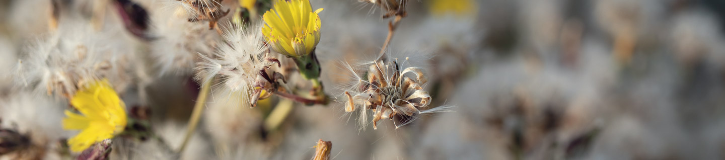 lettuce seed with yellow flowers