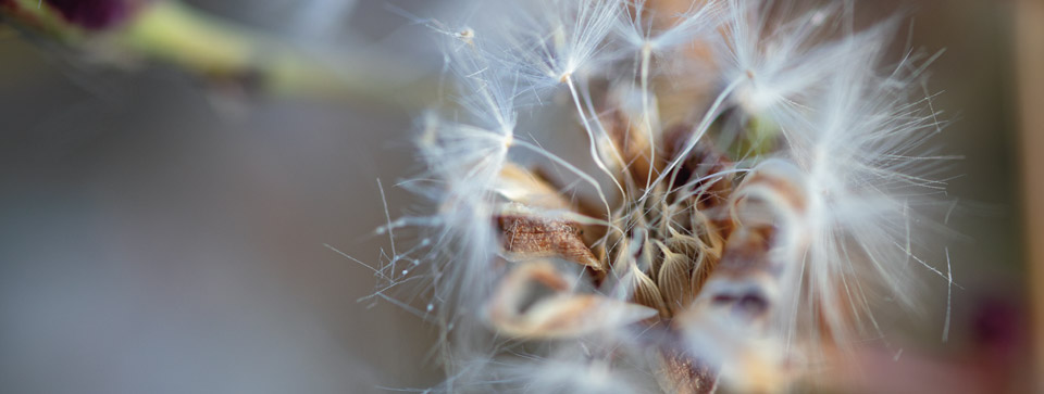 Seed lettuce flower